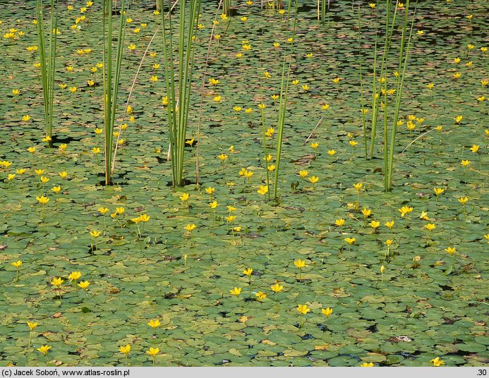 Nymphoides peltata