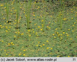 Nymphoides peltata