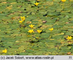 Nymphoides peltata