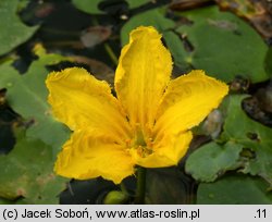 Nymphoides peltata