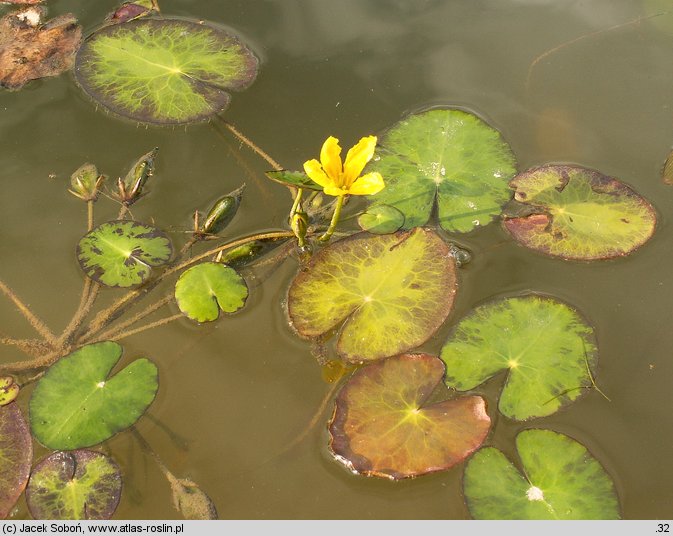 Nymphoides peltata