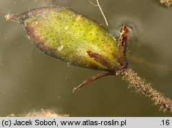 Nymphoides peltata