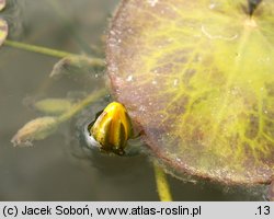 Nymphoides peltata