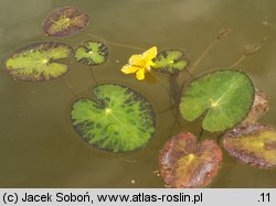 Nymphoides peltata