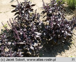 Ocimum basilicum