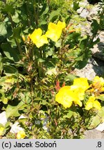 Oenothera tetragona Fireworks