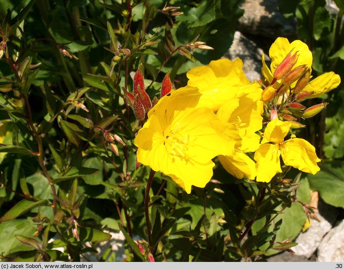 Oenothera tetragona Fireworks