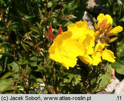 Oenothera tetragona Fireworks