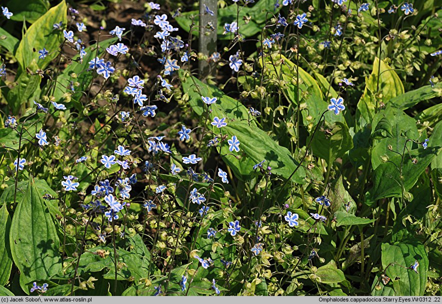 Omphalodes cappadocica (ułudka kapadocka)