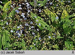 Omphalodes cappadocica (ułudka kapadocka)