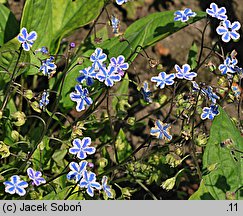 Omphalodes cappadocica (ułudka kapadocka)