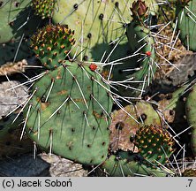 Opuntia phaeacantha var. camanchica ‘Longispina’