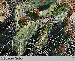 Opuntia phaeacantha var. camanchica ‘Longispina’