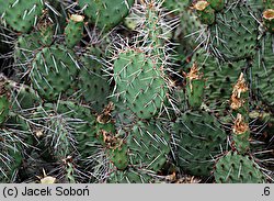 Opuntia phaeacantha var. camanchica cv. Longispina