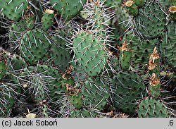 Opuntia phaeacantha var. camanchica ‘Longispina’