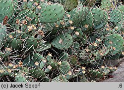 Opuntia phaeacantha var. camanchica ‘Longispina’