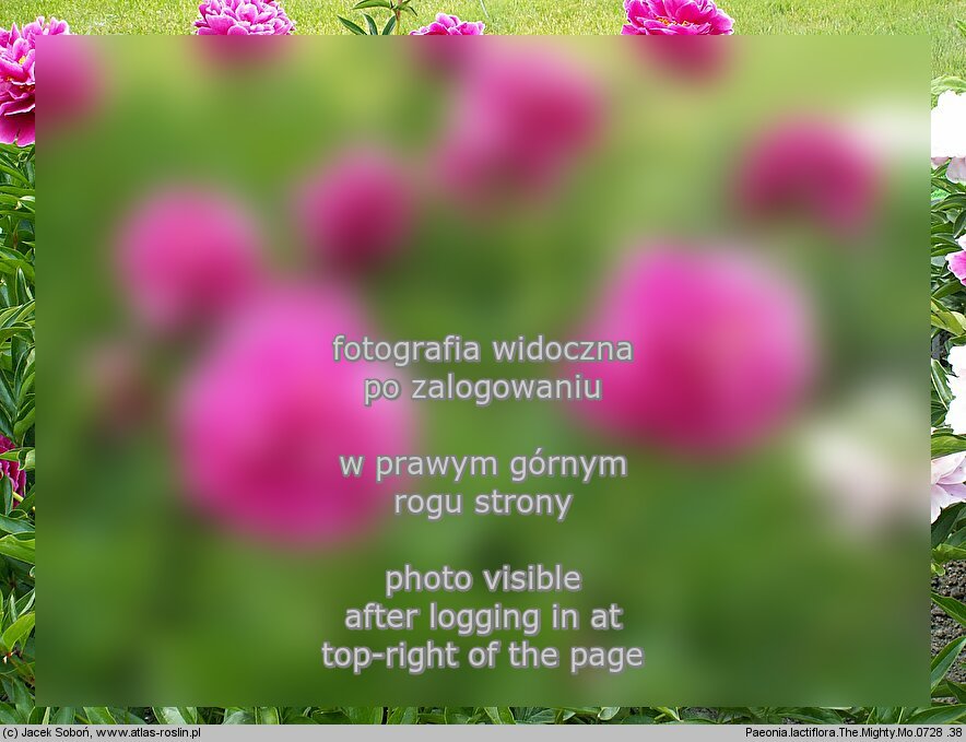 Paeonia lactiflora The Mighty Mo