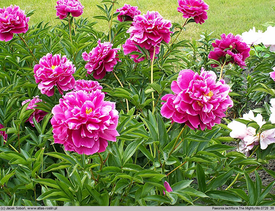 Paeonia lactiflora The Mighty Mo