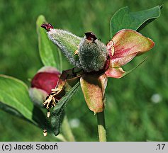 Paeonia mascula (piwonia koralowa)