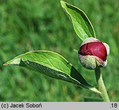 Paeonia mascula (piwonia koralowa)