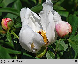 Paeonia mascula (piwonia koralowa)