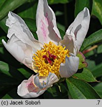 Paeonia mascula (piwonia koralowa)