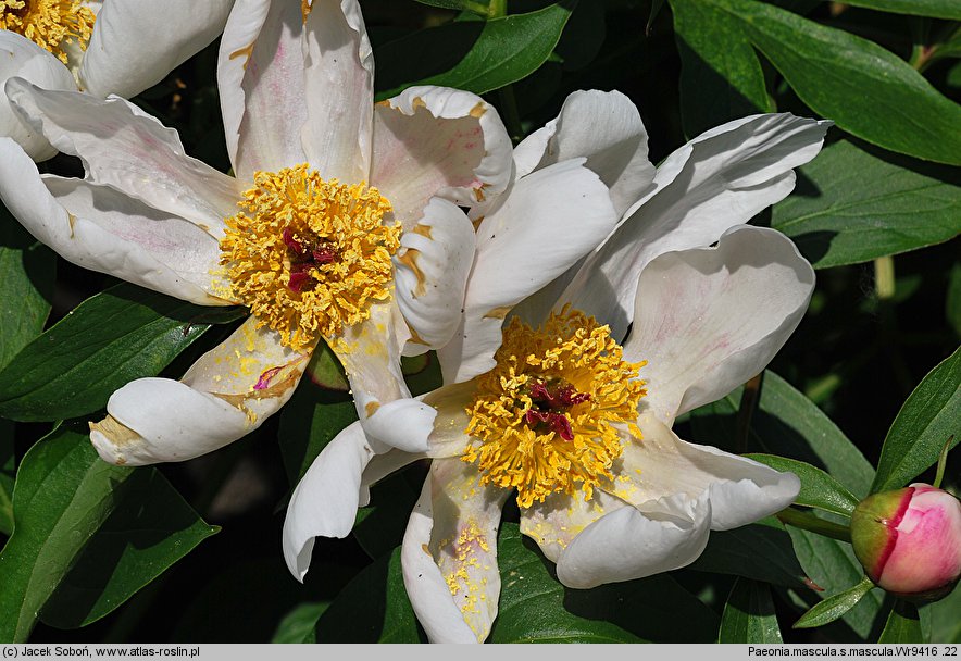 Paeonia mascula (piwonia koralowa)