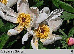 Paeonia mascula (piwonia koralowa)