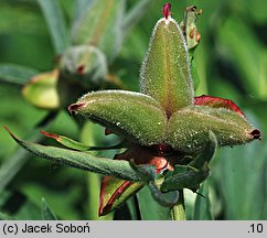 Paeonia officinalis (piwonia lekarska)