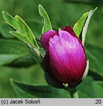 Paeonia officinalis (piwonia lekarska)