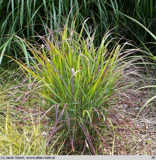 Panicum virgatum