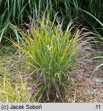 Panicum virgatum