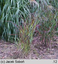 Panicum virgatum Rotstrahlbusch