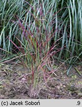 Panicum virgatum Rotstrahlbusch