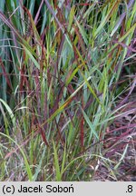 Panicum virgatum Rotstrahlbusch