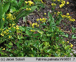 Patrinia triloba