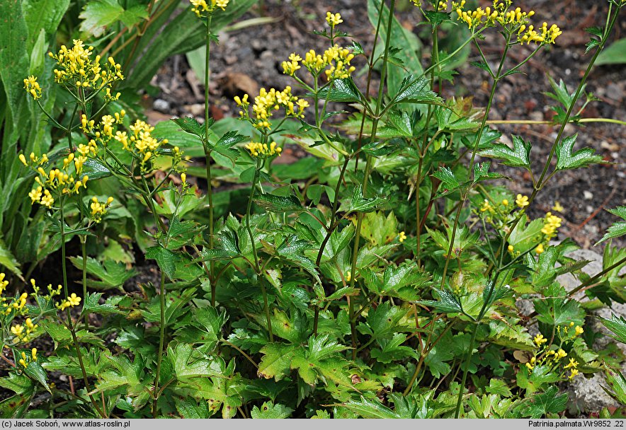 Patrinia triloba