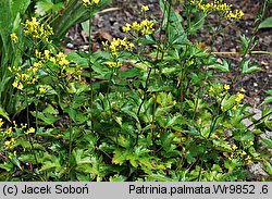 Patrinia triloba