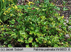 Patrinia triloba