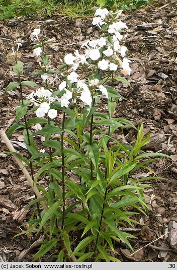 Phlox maculata (płomyk plamisty)