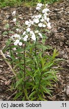 Phlox maculata (płomyk plamisty)