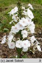 Phlox maculata (płomyk plamisty)