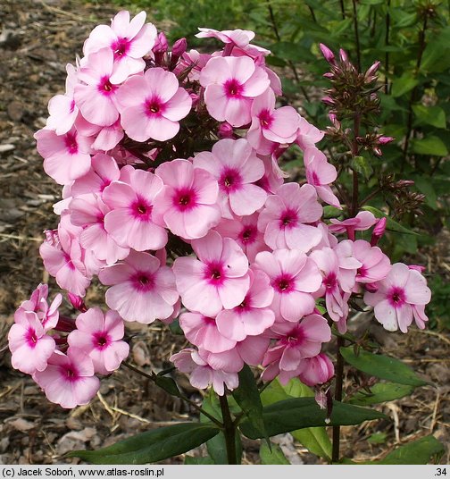 Phlox paniculata Bright Eyes