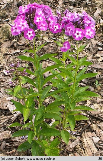 Phlox paniculata Lilac Flame