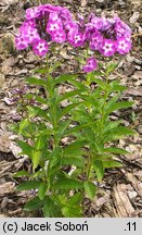 Phlox paniculata Lilac Flame