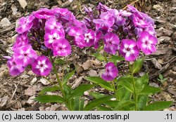 Phlox paniculata Lilac Flame