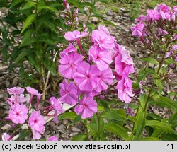 Phlox paniculata Mrs. Ethel Prichard