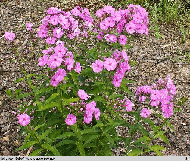 Phlox paniculata Mrs. Ethel Prichard