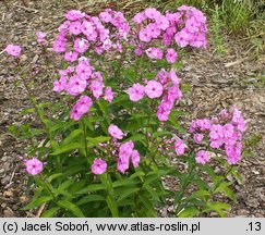 Phlox paniculata Mrs. Ethel Prichard