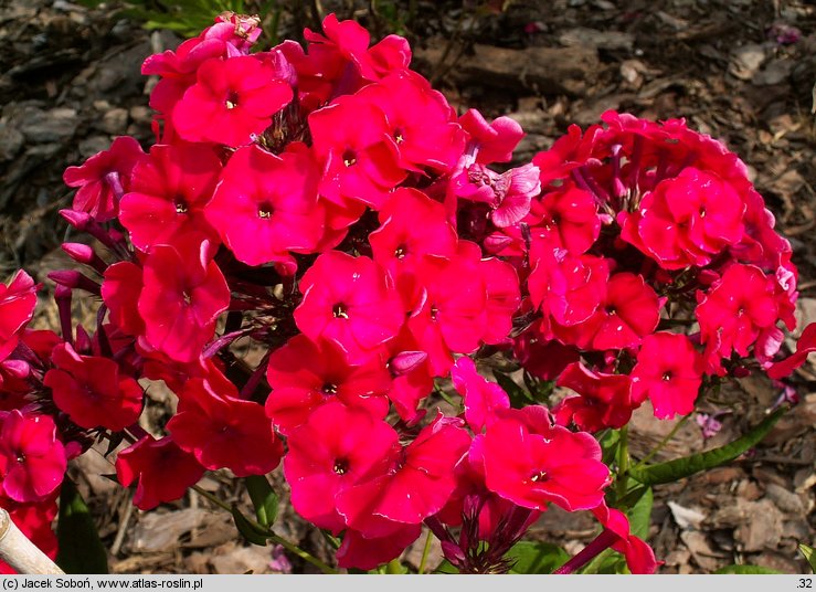 Phlox paniculata Red Riding Hood